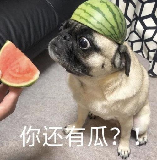 幼崽吃瓜表情包,萌态十足，笑翻网友