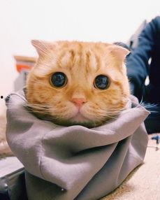 网红猫眼神,揭秘网红猫的独特魅力