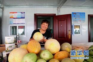 董老师介绍蜜瓜的故事,蜜瓜背后的传奇故事