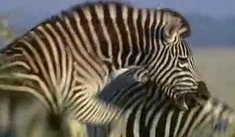 斑马打一明星,揭秘明星背后的斑马印记