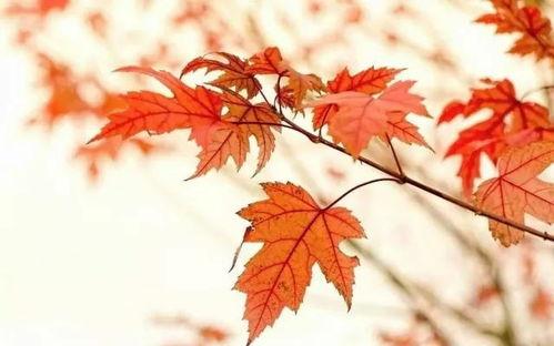 头条枫叶红了花似锦作品,枫叶红了花似锦的绝美画卷