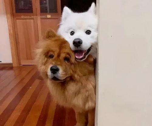 狗吃瓜掉到河里,爱心救援谱写生命奇迹