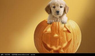 狗吃南瓜还是面瓜,狗狗的美食选择大揭秘